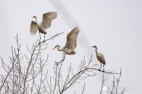  「染白」二十只白鹤“赖”着上百天不走，粪便把青瓦染白，当地人大开眼界
