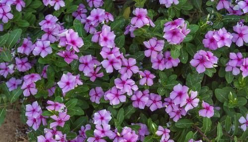 『长春花』长春花保持全年有花朵观赏的几个技巧,你都掌握了没