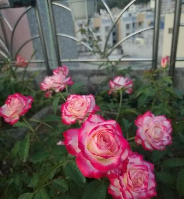  漂亮@告别绿萝吊兰，室内最适合养“它”，漂亮似玫瑰，花开四季