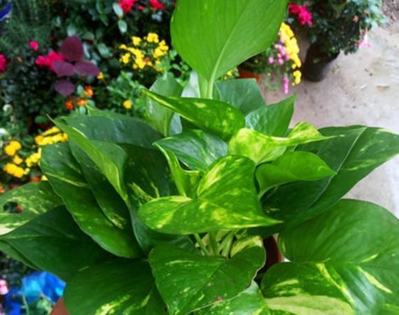  『玉蝶多肉』想省事的养好花，那就养这3种花吧，只需每月浇点水，蹭蹭长不停