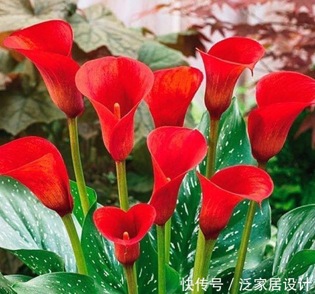  【狄特】美神阿弗洛狄特都嫉妒的马蹄莲，既是纯洁秀挺，又是多彩艳丽