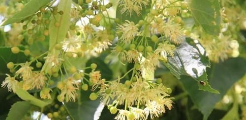  『顶级』这种植物，花是蜂蜜中顶级珍品，也是中药“至宝”，遇到请重视！