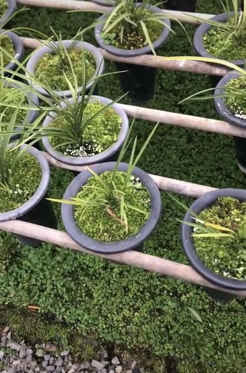 『施肥』用青苔种兰花怎么施肥?