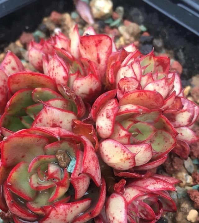  #淋完雨#淋过雨的多肉都很美，雨可以淋，但是这6件事不能忘