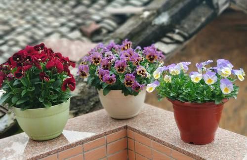 琉维草：新型盆栽绿植—琉维草，花色美丽，四季开花，种植容易，值得拥有