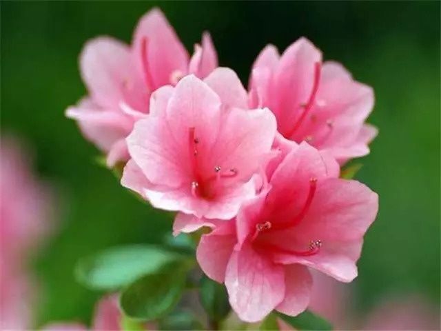 这几种植物很适合做盆景在家养护，依然充满花香观赏性高! 养花