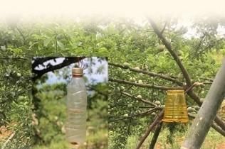  『李有虫』三华李有虫喷什么农药？