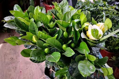  #栀子花#买回来的大叶栀子花把根部黄泥土洗掉换盆，第二天叶子下垂要紧吗