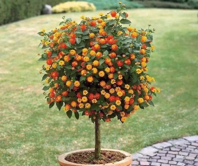 『推荐靠谱的店铺』家养五种花,花开一丛丛,开门就是小花园,繁花似锦,美如仙境