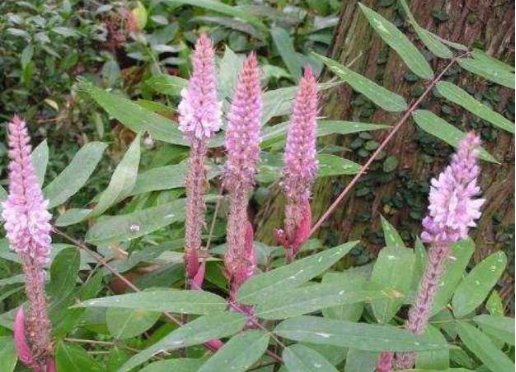 【花形】春天养这“4种花”,放阳台就开,花形别致,个个爆盆成“花球”