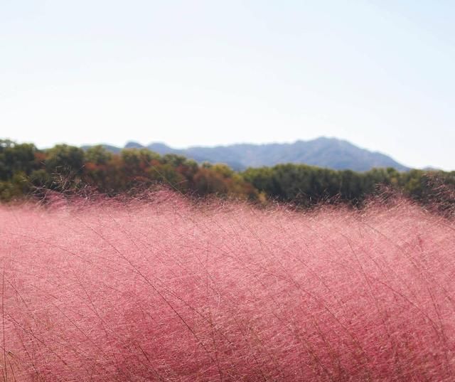 把这些“野草”搬进花园，感受一年四季的自然野趣