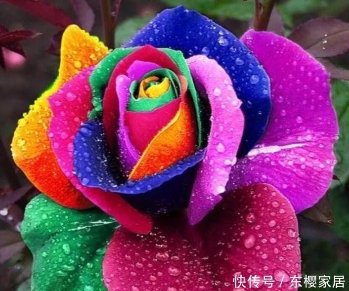 『喜欢』喜欢在家中养护花卉,就选择花期长,花色绚丽的5种花卉,非常美