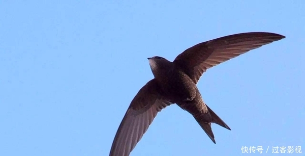 其他动物的活动