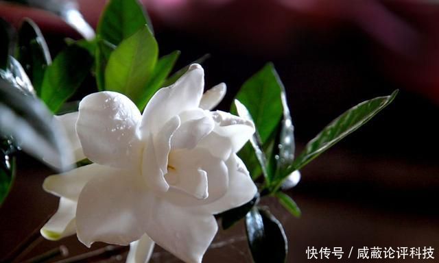  「对症下药」栀子花叶片发黄的4大原因，找到根源才能对症下药
