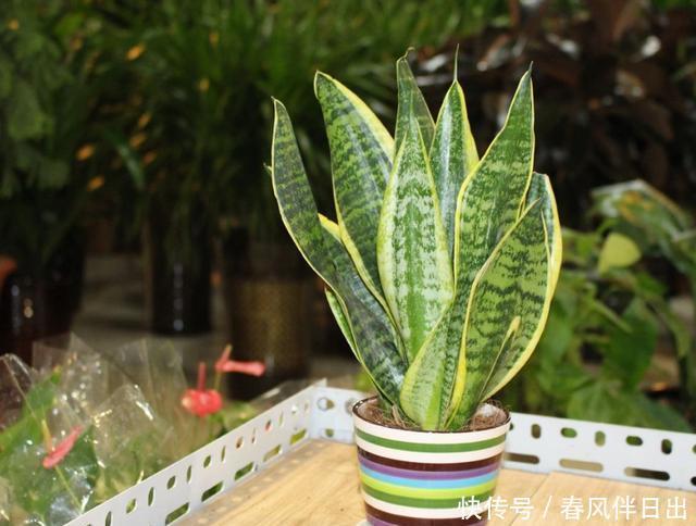 家里|3种花适合家养,开花漂亮颜色丰富,家里养一盆,养花更养人