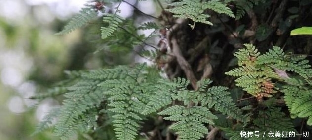  人称■农村一种长在树上的植物，人称“狼尾山草”，市场价40元一斤