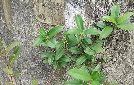  果实■山上这种野果名为“入地龙”，酸甜可口，以前常见，现在越来越少