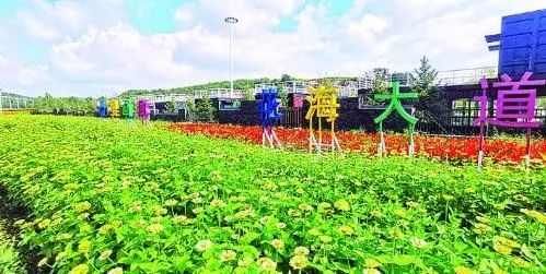 长春新晋网红打卡地！一大片免费的花海美到霸屏，错过又要等一年