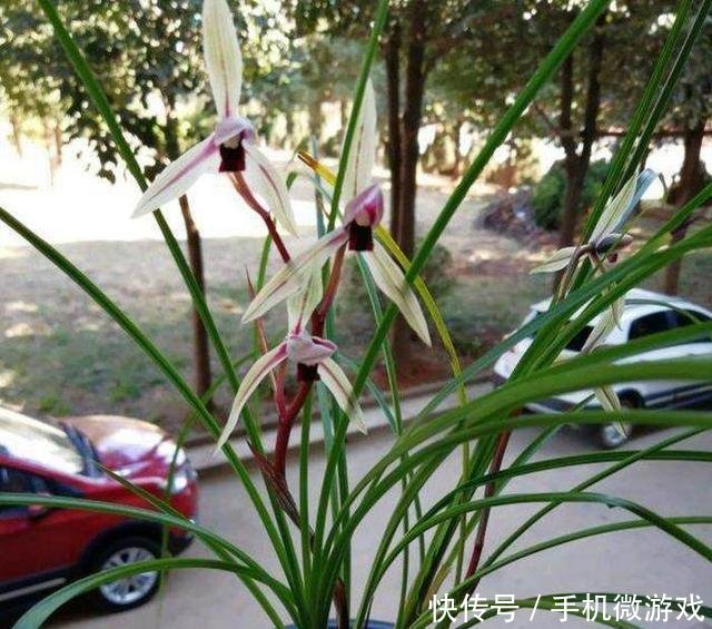 【特别】新手买兰花,这样选择,不然买一棵死一株,白白浪费钱