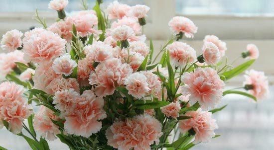  『夏季』适合在炎热的夏季养殖的花朵，都被人们传遍了，还不赶紧看看？