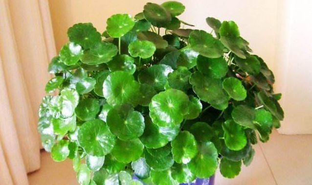 【虎皮兰】这“5种”植物,养10盆都不嫌多,不仅旺大运,还能“吸甲醛”!