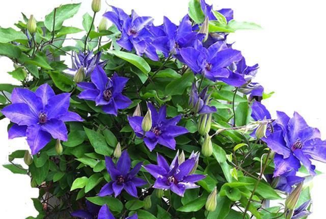  【铁线莲】六种花卉中的开花王，养一盆半年开成一片花海，超级美