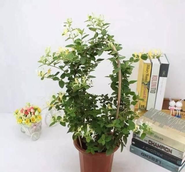  [有钱]这八种花命里带金，越养越有钱，你确定不来一盆吗？