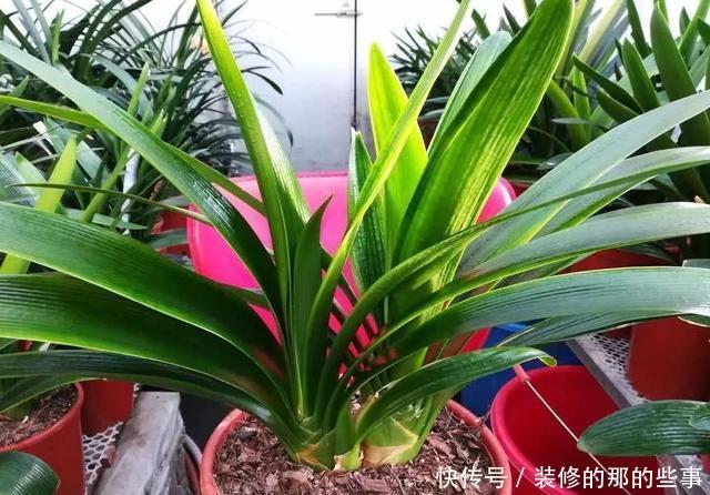 『沙子』家庭养花,2个“小妙招”,几十盆花都养得好好的,叶翠绿花儿美