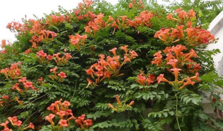  『能力』家有庭院就养“此花”，爬藤能力强，花色漂亮，开花多，开成花墙！