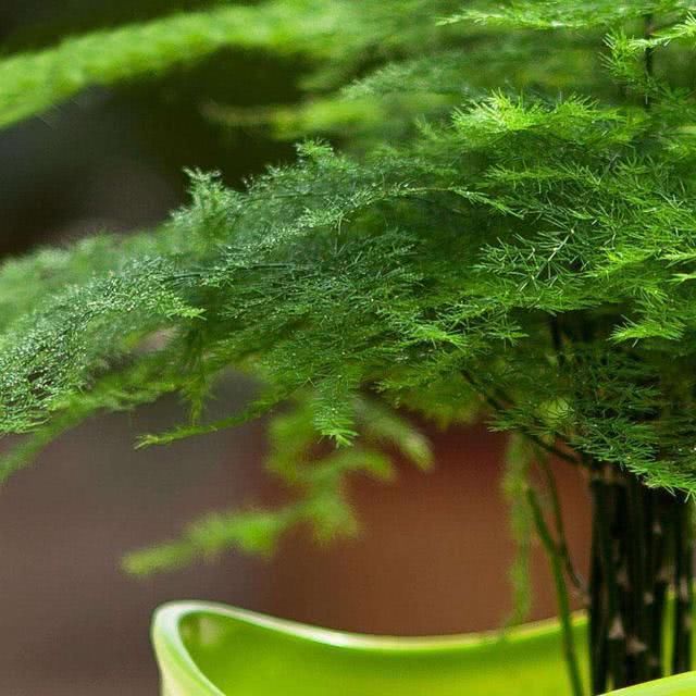  剪刀|文竹干枯似柴火，一剪刀全剪了，新生的叶子油亮亮