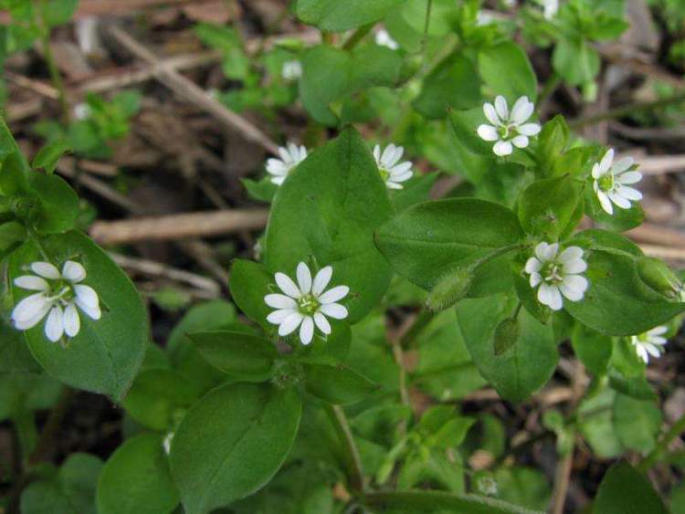 农村一野草，人称“圆酸菜”，以前用来喂猪，如今城里一斤30元