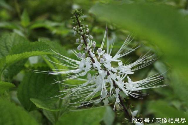 这种长了“老虎须”的野草，人称“肾宝”，最便宜的也要150一斤