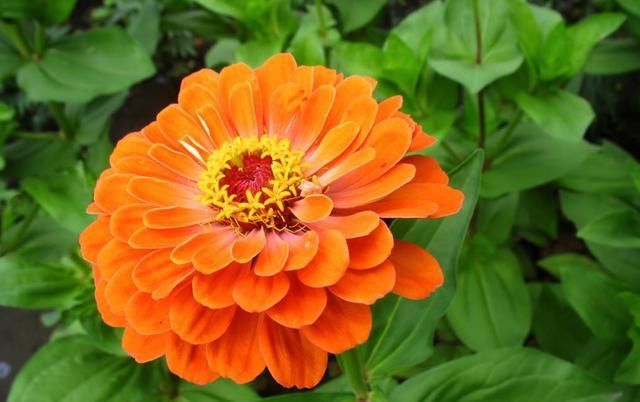  「很漂亮」3种花是花中劳模,一年四季开花不断,花大色艳很漂亮,谁养谁爱