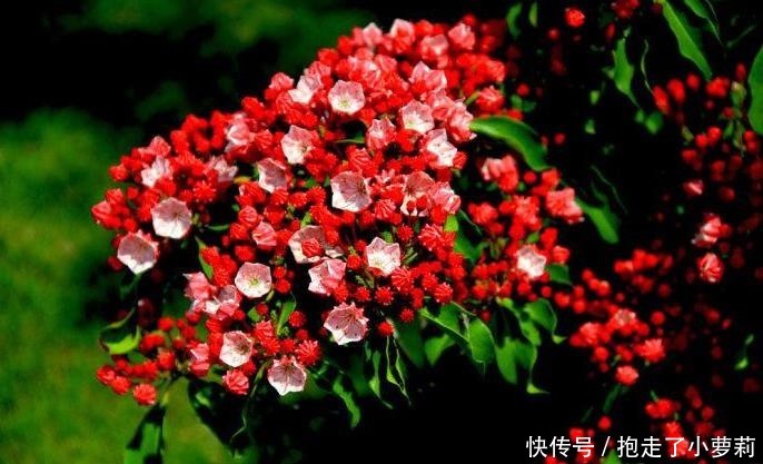  『别致』山月桂开花别致。天生丽质期望语