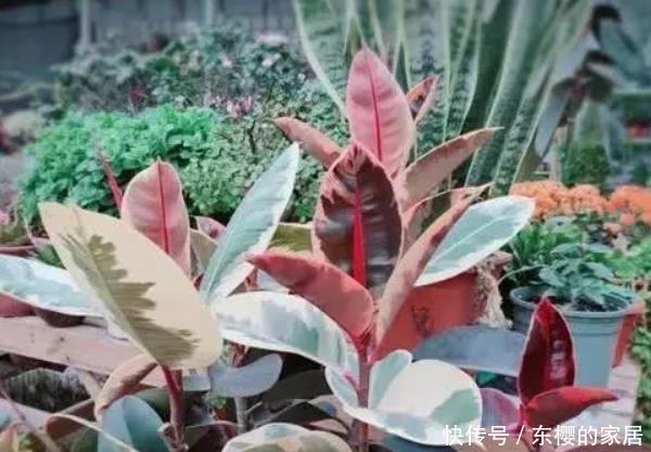  #养花#人养花，花养人！家中养这4种绿植，尤其第三种，净化空气特别棒