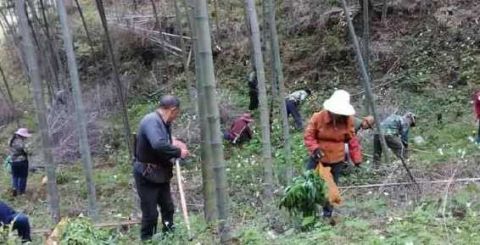 农村这一种野草 农民拿它去喂猪 却不知它是昂贵的种子之精