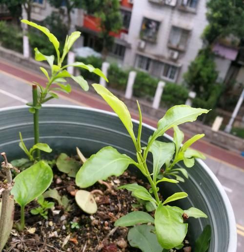  扦插：爱花不如养盆“它”，随便摘根枝条来扦插，开花爆盆一整年，真靓