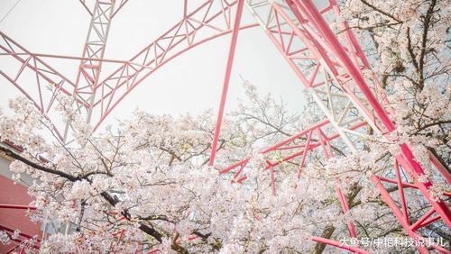 当日本人听到韩国人说樱花起源于韩国后，日本人：你们说啥都对！