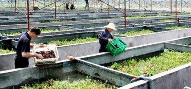  冬天：冬天如何养殖龙虾，水位要多深