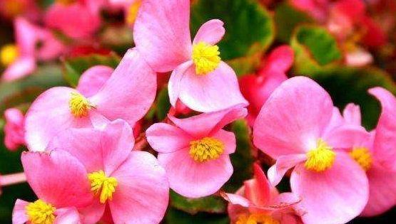  [季开花]这几种花：花朵大、颜色美，一养就上瘾，现在上盆正当时！
