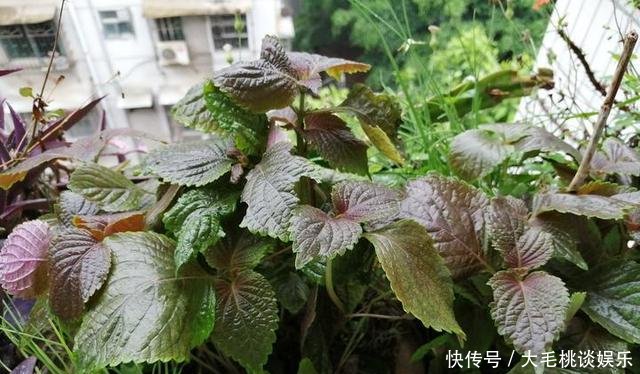  [竟然]这两种野草和配菜，在花盆都能长得很茂盛，竟然浑身是宝