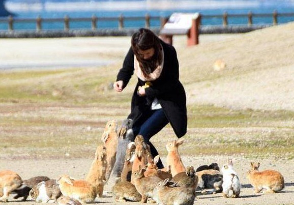日本最神奇的一座岛屿，发家靠兔子，如今每年要接待十五万的游客
