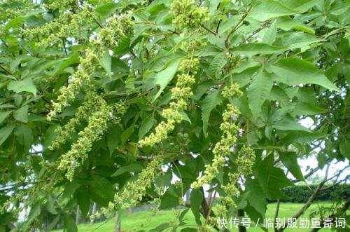 农村一种植物，籽掉地上没人要，殊不知价值珍贵，城里卖8元一斤