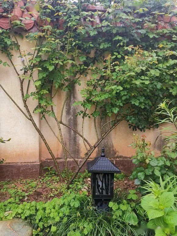  「老伴」当我老了，就想和老伴一起回乡下，庭前种花，屋后种菜
