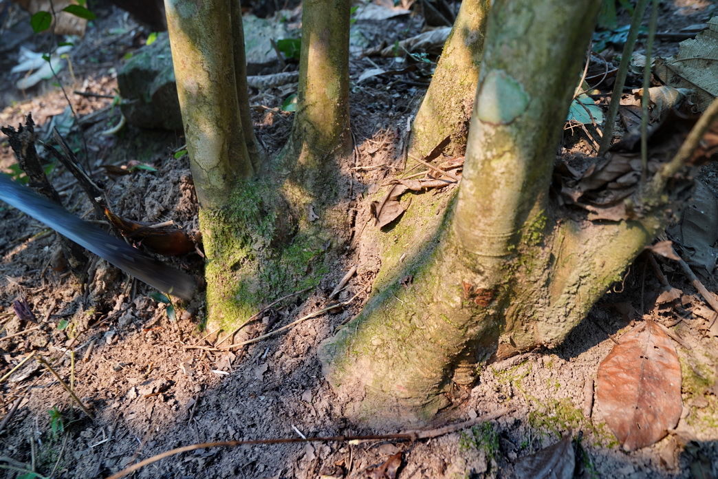 探秘古茶树:当地人说很多老茶树被无知砍了，而留下来是因为人懒