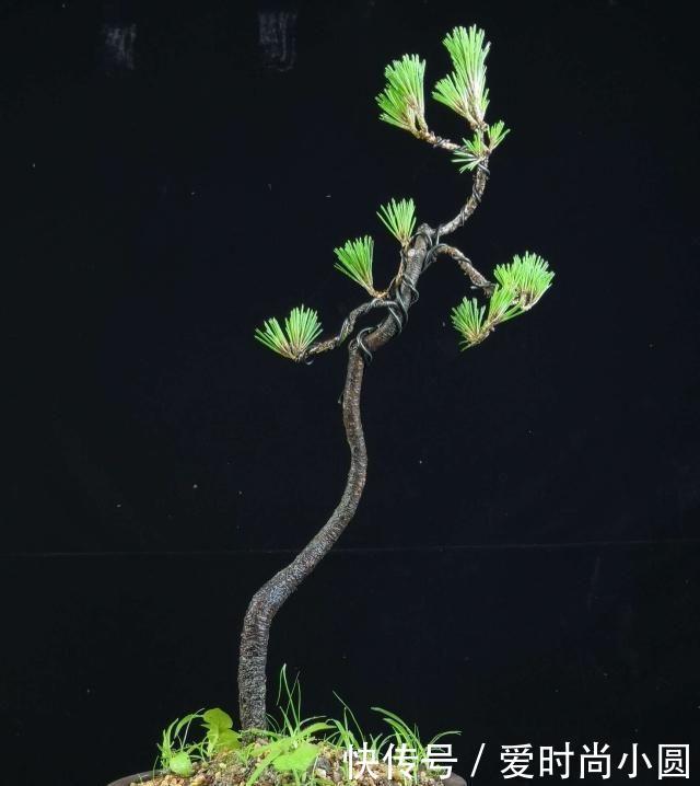 2019盆景大师最新佳作欣赏,树干伏俯而旁逸,姿态灵动,意象生动