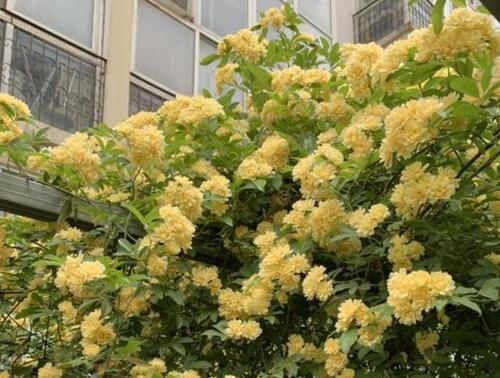  「庭院」庭院再小，也要养1棵“木香花”，1年长成一片，开花多，邻居说美