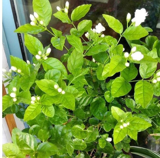  漂亮|3种花“快入盆”，一插就活，1盆轻松变10盆，开满阳台，超漂亮！