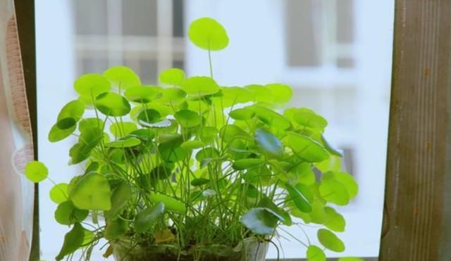  类植物■新手养花不要乱施肥，分门别类，一对一满足生长、开花需求