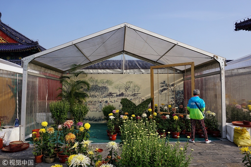 天坛公园菊花展即将开展 将展出各类菊花1500余盆